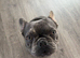 French Bulldog - Axel