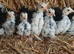 9-11 weeks of age, chickens looking for new homes