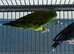 Lineolated parakeets