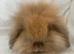 Mini lop lions ready 4th June