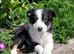Four Border Collie Puppies For Sale