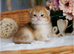 Golden chinchilla kittens