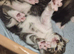 Gorgeous Kittens plus mum