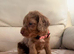 Beautiful cockapoo puppies