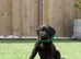 KC registered black Labrador puppies