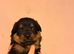 Stunning rare Rottweiler puppies only 2 females available now