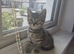 5 Stunning Kittens for sale!!!