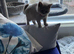 British shorthair for sale