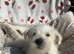 West highland terriers - 2 Boys left