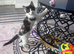 Black and white kitten last one left from litter of 7