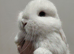 14 week old Mini lop does (reduced)