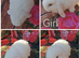 Baby mini lop