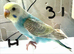Baby Budgies available both sexes
