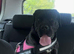 Cane corso for rehoming