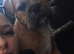 Shih tzu x frenchie