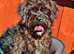Beautiful cockapoo