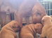 Red staffy puppy's
