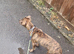 Staffy cross