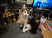Exquisite, Extremely Loving girlies. Maincoon x Siamese