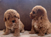 Beautiful red toy poodles