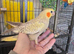 Hand reared cockatiels and conures