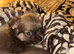 2 girls, one boys tiny chihuahuas