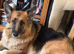 Georgie the Shepherd