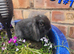 Baby lop ear bunnies