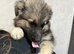 Reduced to sell kc reg long coat German shepherd pups