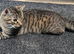 Britishshorthair x Egyptian Mau