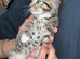 3 beautiful kittens
