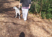 Stunning Dalmatian Dog for sale