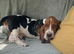 Beautiful KC reg Bassett Hound Puppies