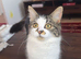 Fluffy cat