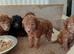 Beddlington terrier pups for sale