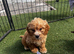 Cockapoo puppies