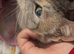 URGENT REHOMING