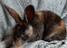 Rex rebbit baby for sale