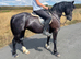 Lovely children / mother daughter all rounder pony