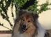 LOVELY SHADED ROUGH COLLIE GIRL