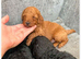 3 beautiful Miniature poodle x Cockapoo puppies