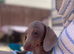 Beautiful miniature dachshund