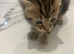 4 kittens available