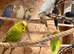 Aviary bred Budgies