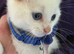 RAGDOLL X RAGDOLL BSH pure white Ready now!