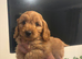 One boy miniature f1 cockapoo looking for his forever home