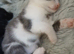 Light grey/white tortoise shell male kitten