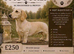 Quality Stud dogs available