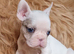 White/Pied French Bulldog puppies