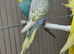 Budgies